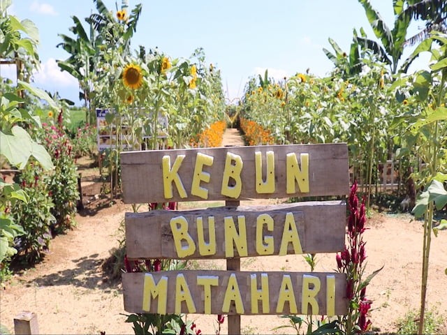 Spot Foto Baru Puncak Kebun Bunga Matahari